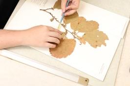 Two hands work on mounting a specimen at the Hodgedon Herbarium at UNH.